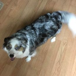Miniature Australian Shepherds from D’Souza Aussies
