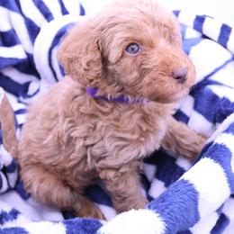 Purple - Caramel female Labradoodle puppy in Lexington Park, Maryland from SUNNY SIDE DOODLES