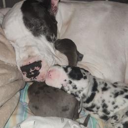 Blue Boy - Harlequin male Great Dane puppy in Gig Harbor, Washington from Lakaya Danes
