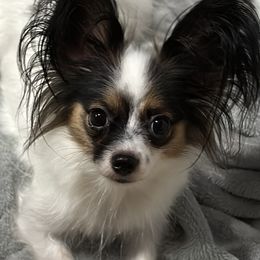 Fluff Fluff - Papillon