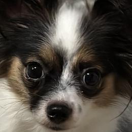 Fluff Fluff - Papillon