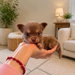 Lilac girl - Silver and white female Chihuahua puppy in Miami, Florida from Natalias Tiny Puppies