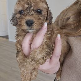 Belly - Sable and white female Cockapoo puppy in Galena, Illinois from Perry's doodles