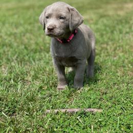 Dilute Retriever Puppies from Virdin’s Silver Labs