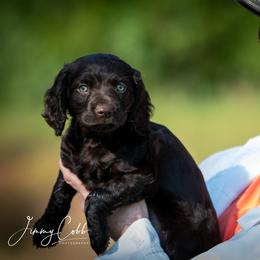 Boykin Spaniel Puppies from Cedarway Boykins