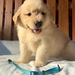 Abe - Golden male Golden Retriever puppy in North Pole, Alaska from Mulberry Retrievers