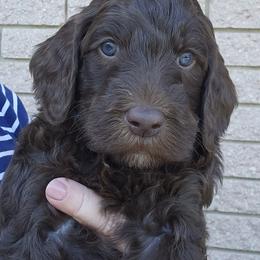 Toby - Brown male Double Doodle puppy in Jeddo, Michigan from Bert's Doodles