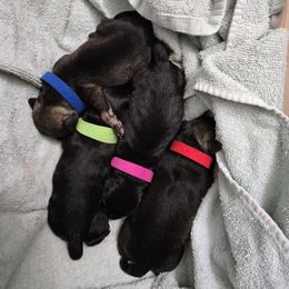 Miniature Schnauzer puppies from SSPuppy - Sophisticated Schnauzers