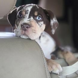 Catahoula Leopard Dog and Pembroke Welsh Corgi Puppies from Peach Tree/Shoreline Catahoulas & Corgis