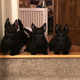 Bernese Mountain Dogs and Scottish Terriers from Defiant