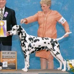 Dalmatians from Dracorn Dalmatians