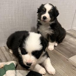 Miniature Australian Shepherds from Sunshine Aussies FL