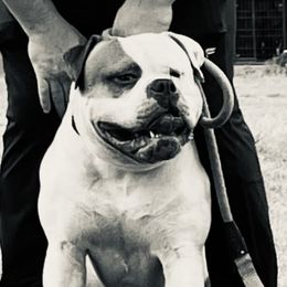 Mack - American Bulldog