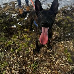 Belgian Malinois puppies from Furia Ignis Belgian Malinois