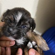Shorkie Puppies from Shorkie Land