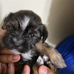 Shorkie Puppies from Shorkie Land
