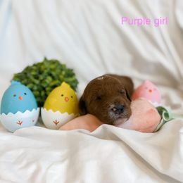 Purple Girl - Red  Goldendoodle puppy in Cleburne, Texas from Garrett Family Doodles