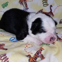 Australian Shepherd Puppies from Purple Tyger Creations