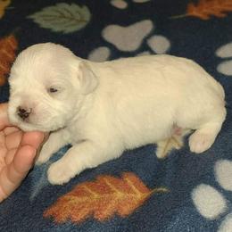 Alpine - Wheaten male Miniature Schnauzer puppy in Graham, Washington from Kristy's French Bulldogs & Mini Schnauzers