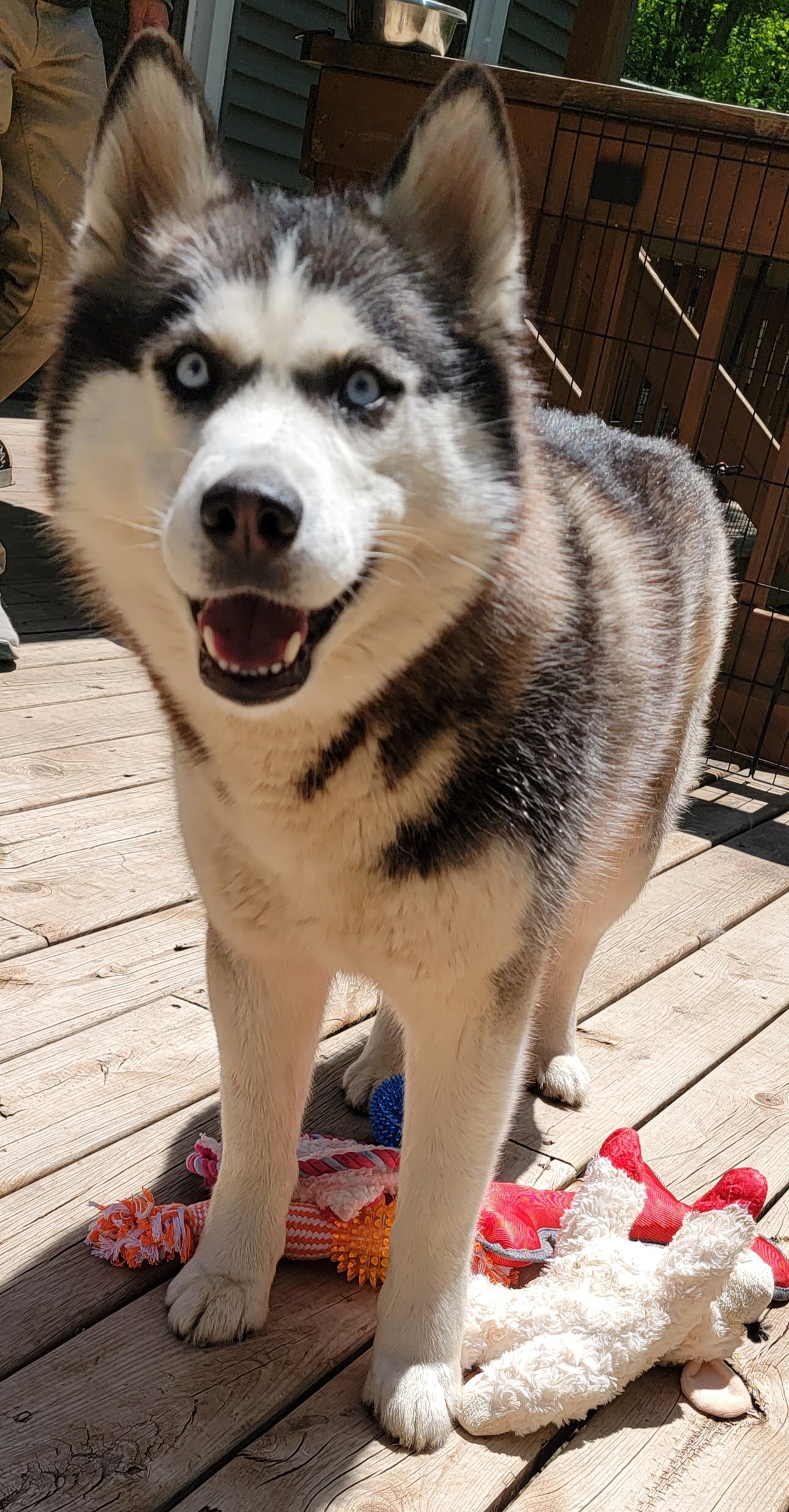 Tungulria - Siberian Husky