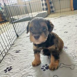 Gabriel - Liver female Miniature Schnauzer puppy in Diana, Texas from Happy Pawz Schnauzers