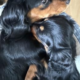 Dachshund Puppies from Birkin’ Paws