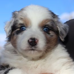 Volt - Blue merle female Australian Shepherd puppy in Colorado from Firestone Australian Shepherds