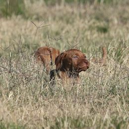 German Shorthaired Pointer and Vizsla Puppies from Big Country Kennels