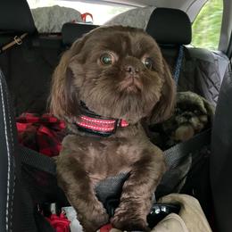 Bucky - Shih Tzu