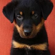 Beaucerons from Gardien Des Chutes