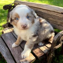 Slate Varnadore - Red merle male Australian Shepherd puppy in Statesville, North Carolina from Charming Australian Shepherds