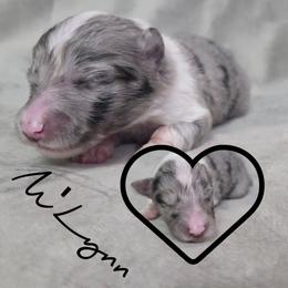 M'Lynn - Blue merle and white female Shetland Sheepdog puppy in Lebanon, Tennessee from Henotic Homestead's Shetland Sheepdogs