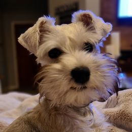 Bailey - Miniature Schnauzer