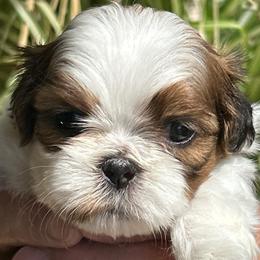 Cookie - Sable and white female Shih Tzu puppy in Victorville, California from Precioustzus