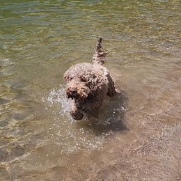 Cap - Lagotto Romagnolo