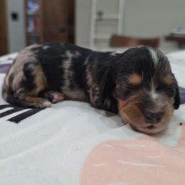 Dapple boy - Dapple male Dachshund puppy in West Plains, Missouri from Spring Creek Dachshunds