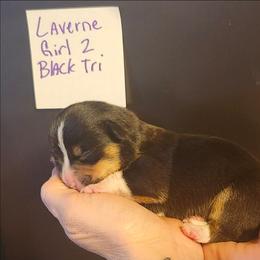 Black tri girl 2 - Black and white female American Corgi puppy in Hampton, Tennessee from TC Farms Stock Dogs - Miniature Australian Shepherds