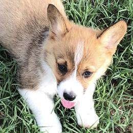 Companion Crosses, Miniature Australian Shepherds, and Pembroke Welsh Corgis from Hilltop Corgi Train
