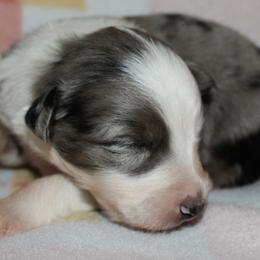 Zapps - Blue merle male Australian Shepherd puppy in Laurel, Mississippi from Reeves Australian Shepherds