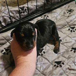 Xena - Black and rust female Doberman Pinscher puppy in Mount Orab, Ohio from Heyne Kennels