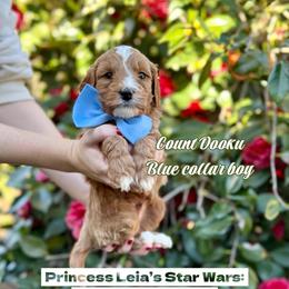 Count Dooku - Red  male Goldendoodle puppy in Orangevale, California from Ugly Dad Doodles