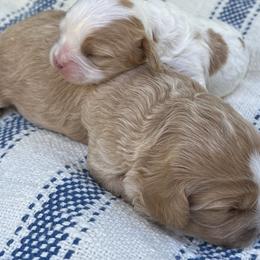 Cavapoos from Carolina Cavapoos