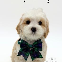 Gwennie - Apricot female Australian Labradoodle puppy in Estacada, Oregon from Pine Lodge Labradoodles