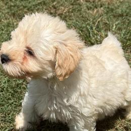 Buttercup - Wheaten male Miniature Schnauzer puppy in Groesbeck, Texas from Ranch 4M