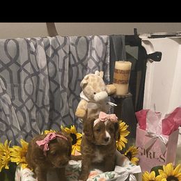 Cavapoo Puppies from Brookstone Cavapoos