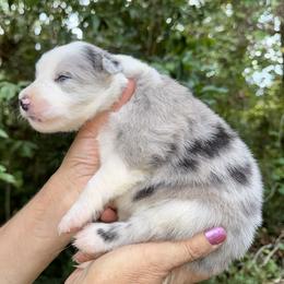 Croce - Slate merle male Border Collie puppy in Foley, Alabama from Bama Border Collies