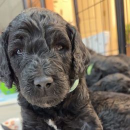 Goldendoodle Puppies from AZ Stickerdoodles