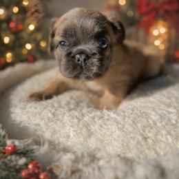 French Bulldog Puppies from Adriel Davis