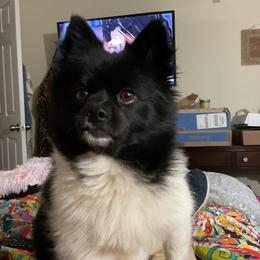 Pomeranian Puppies from Healing Grace pups