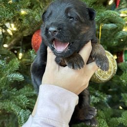 Gafford - Black and red male German Shepherd puppy in Canton, Texas from WILDWOOD GERMAN SHEPHERDS